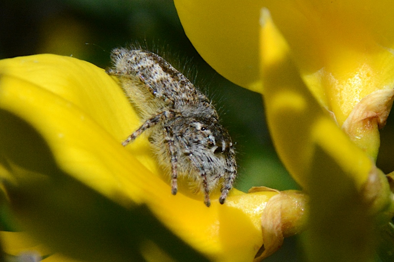 Philaeus chrysops femmina - monte Rotondo (AN)